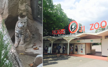 神戸市王子動物園